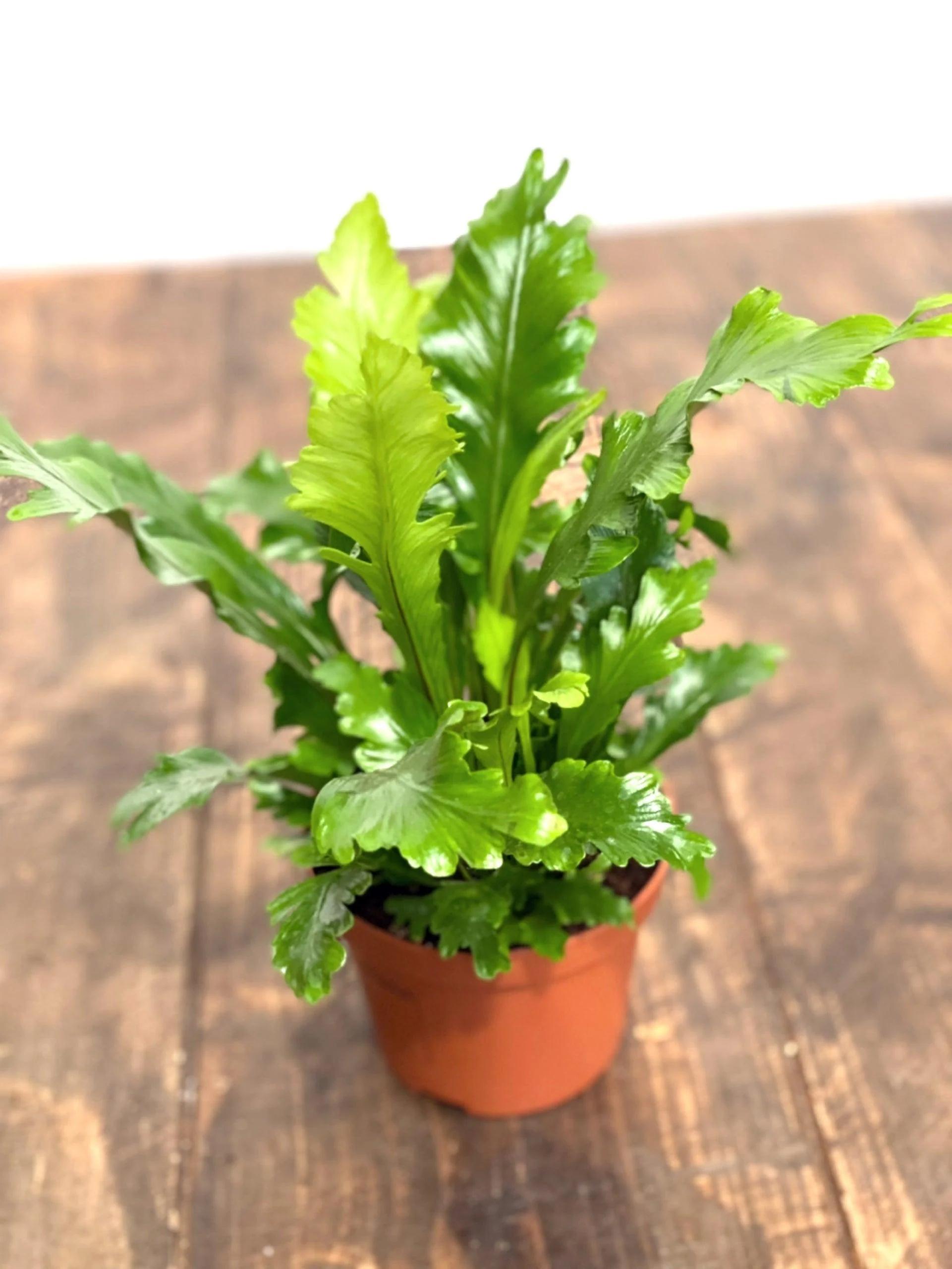 Asplenium Nidus Campio | Champion's Birds Nest Fern - Image 4