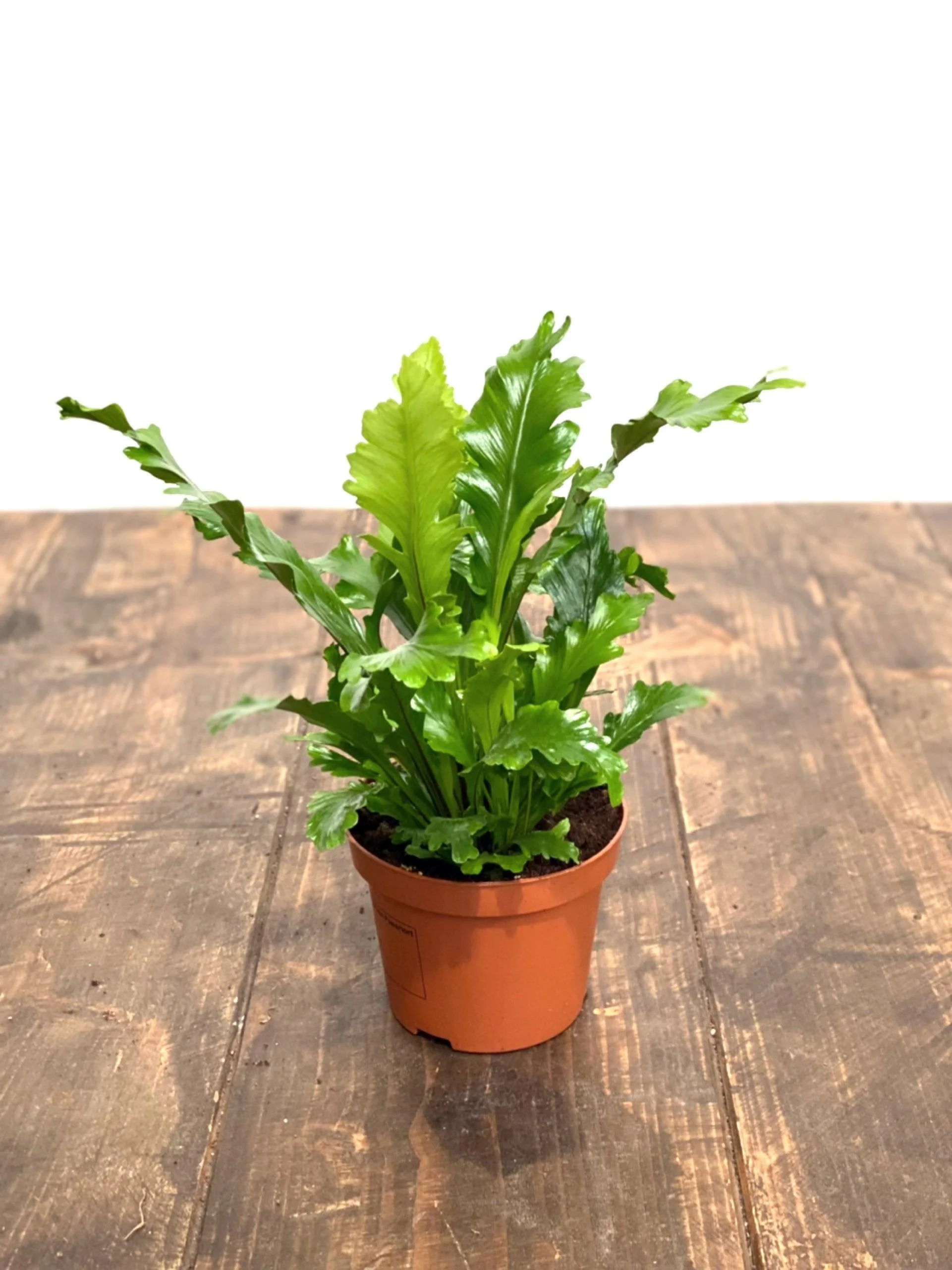 Asplenium Nidus Campio | Champion's Birds Nest Fern - Image 5