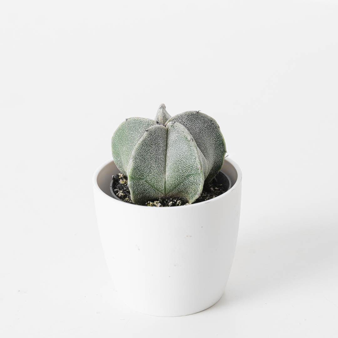 Astrophytum myriostigma | Bishop's Cap Cactus