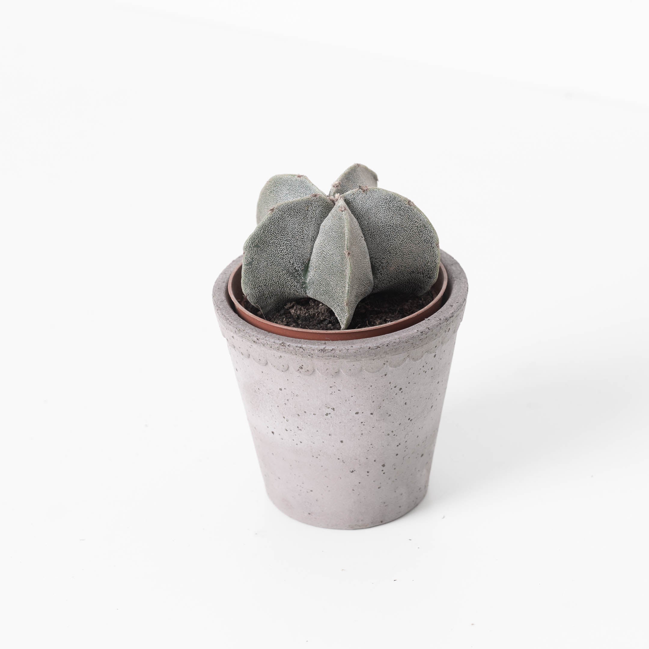 Astrophytum myriostigma | Bishop's Cap Cactus - Image 2