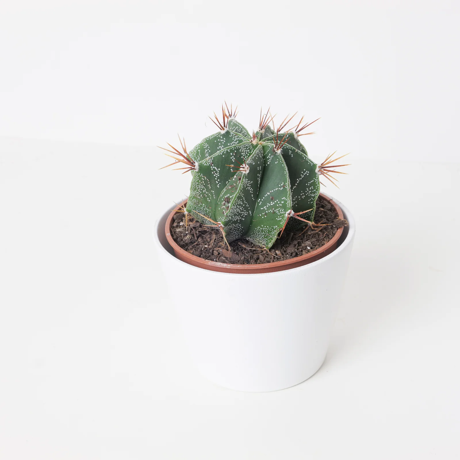 Astrophytum ornatum | Bishop's Cap Cactus