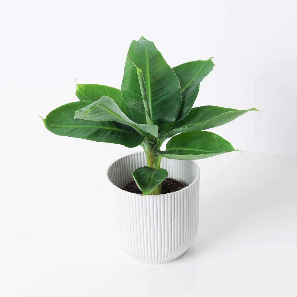 Banana Plant | Musa Dwarf Cavendish