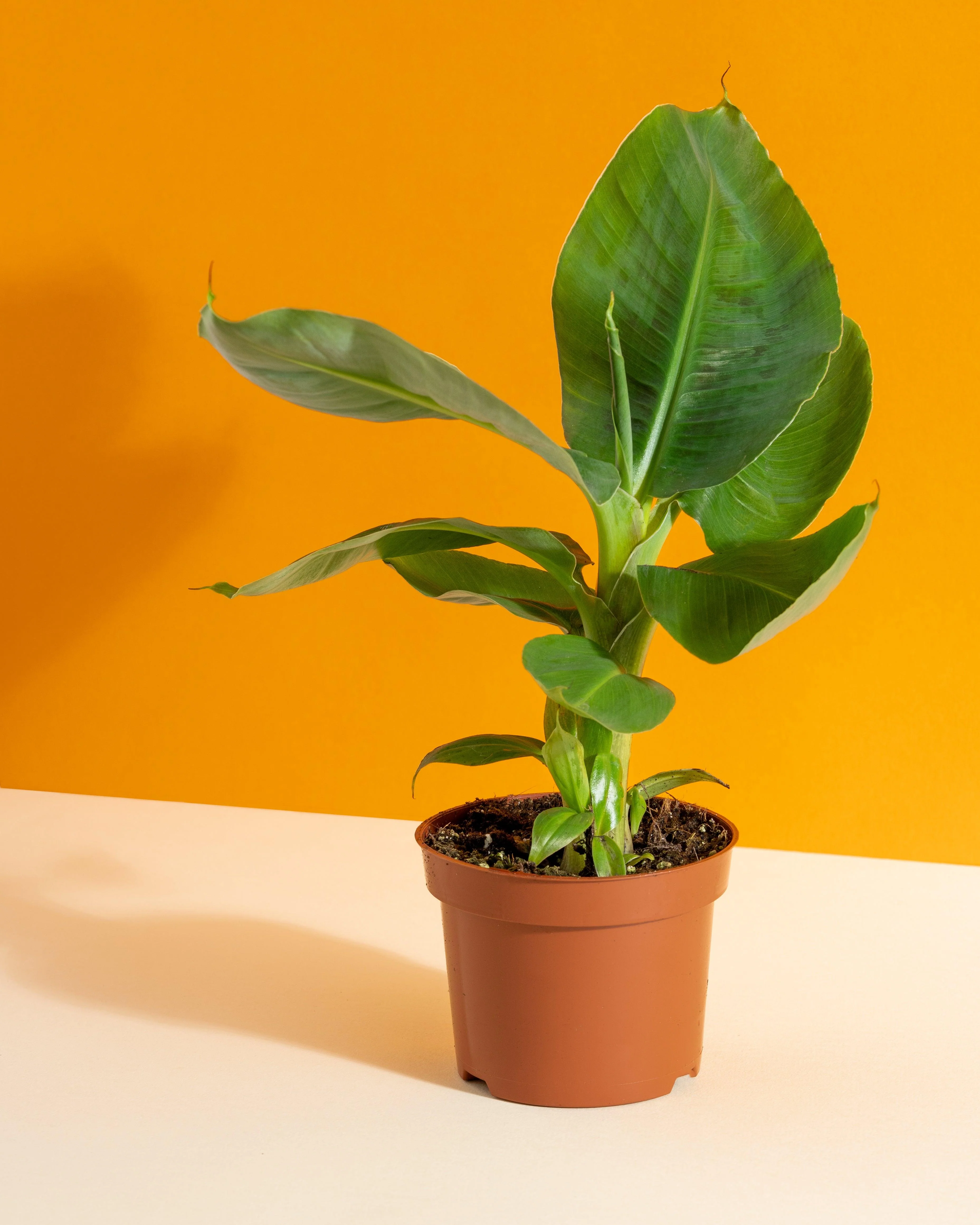 Banana Plant | Musa Dwarf Cavendish - Image 2
