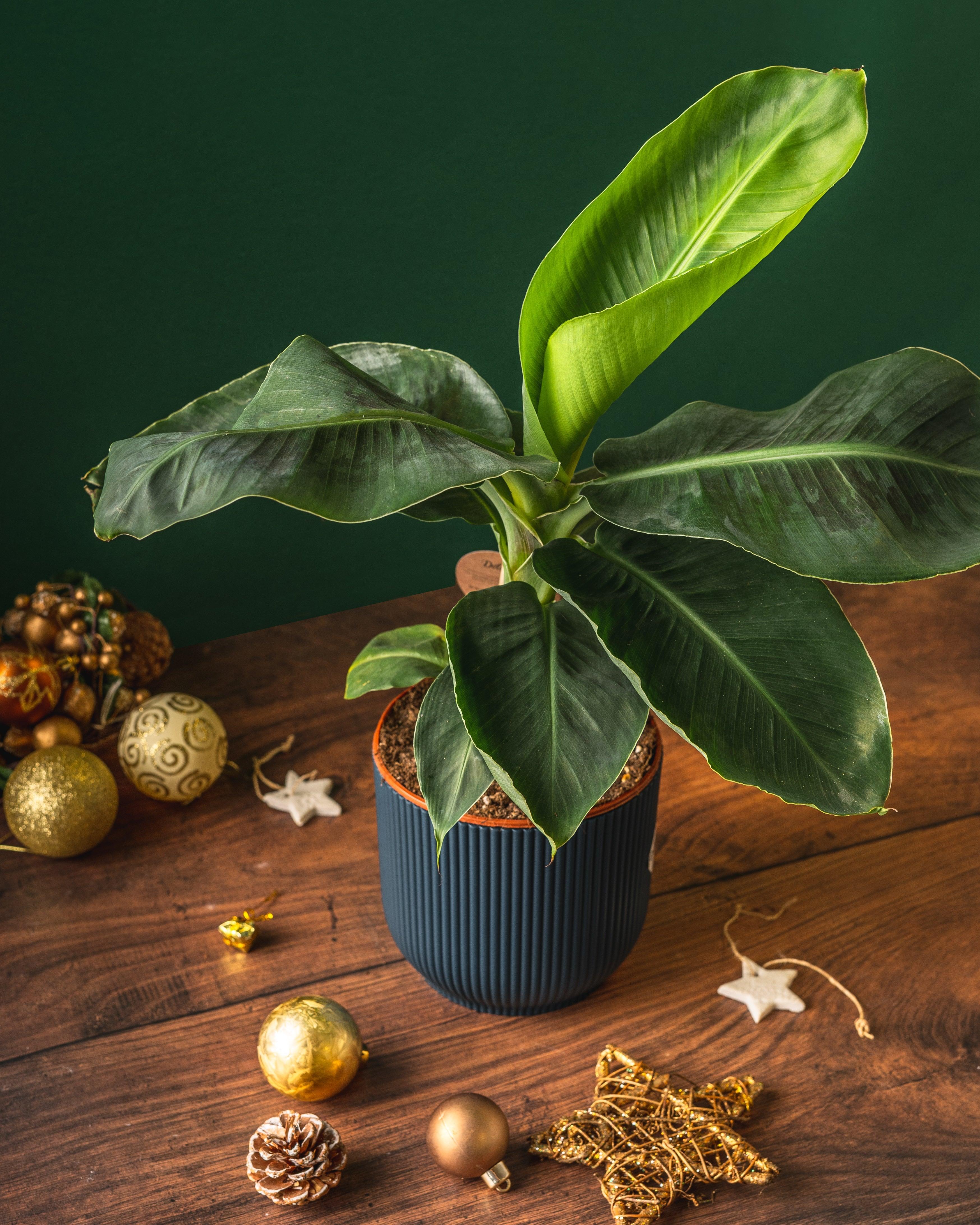 Banana Plant | Musa Dwarf Cavendish - Image 3