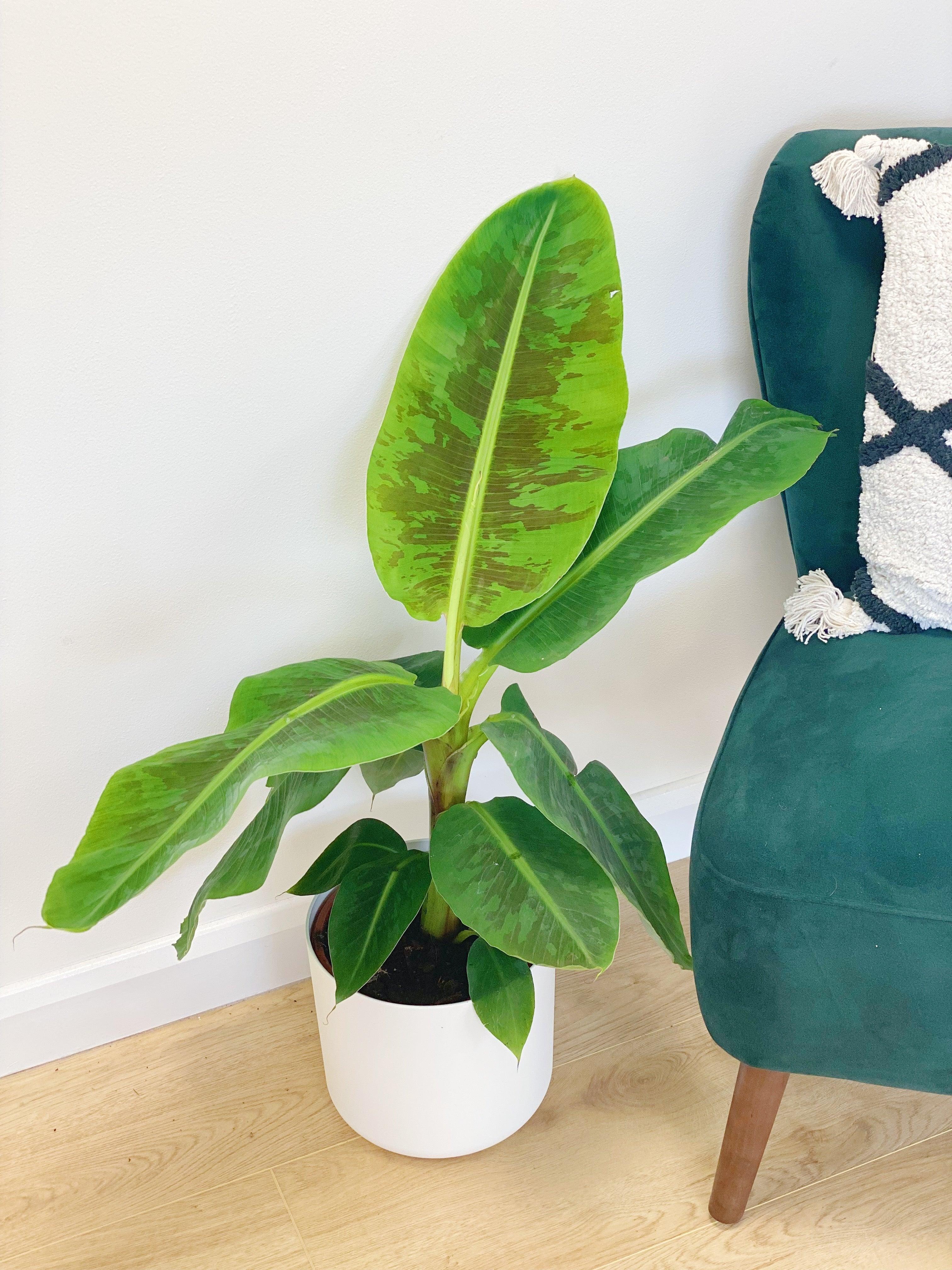 Banana Plant | Musa Dwarf Cavendish - Image 4