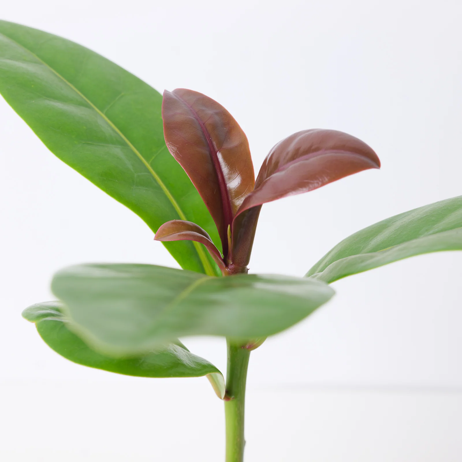 Barringtonia asiatica - Image 2
