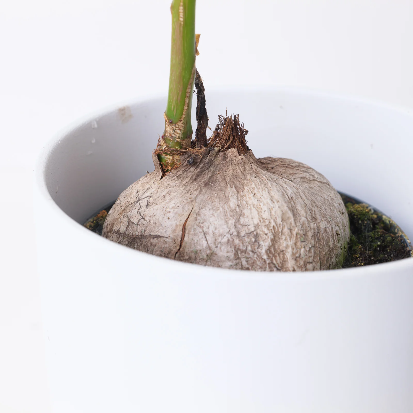 Barringtonia asiatica - Image 3