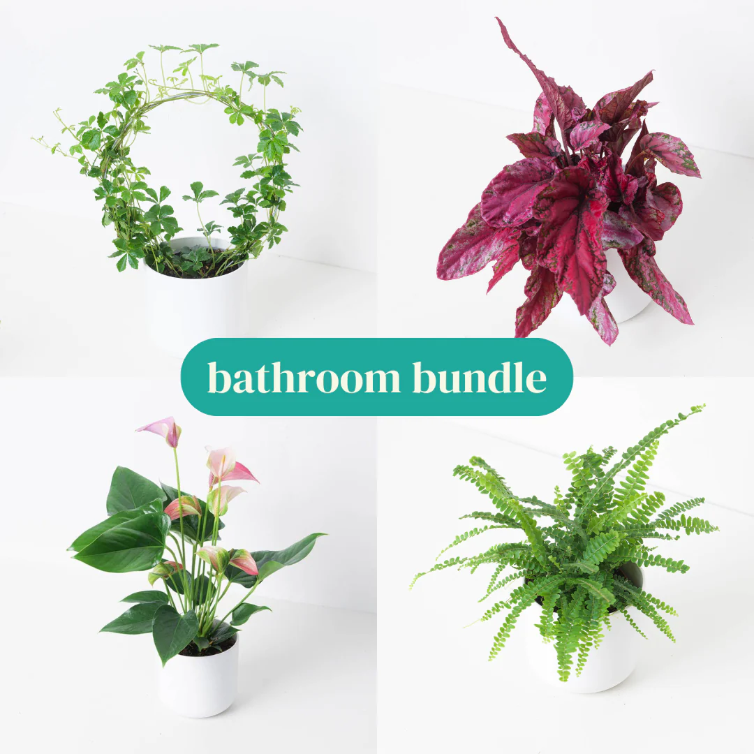 Bathroom Bundle