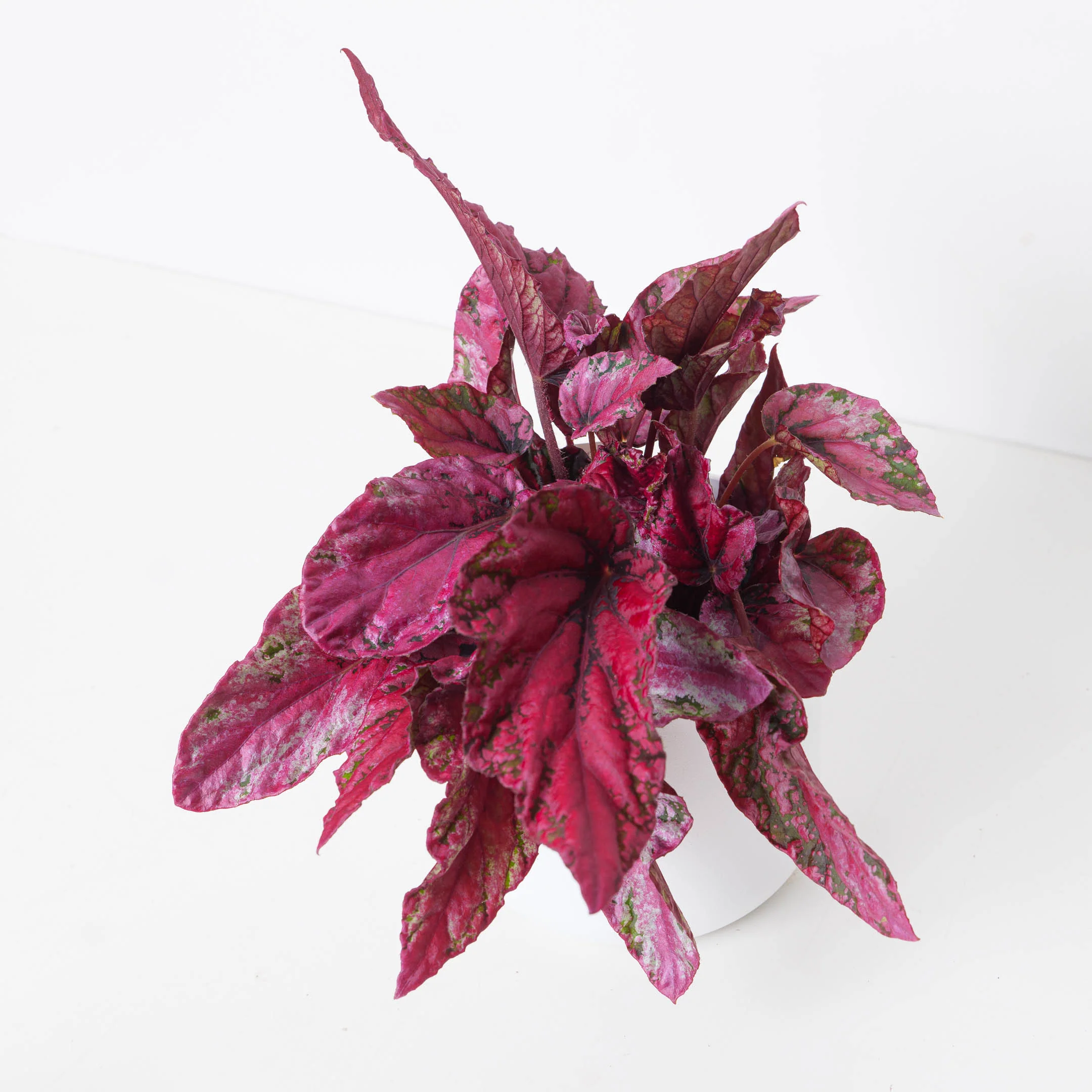 Begonia Bundle - Image 4
