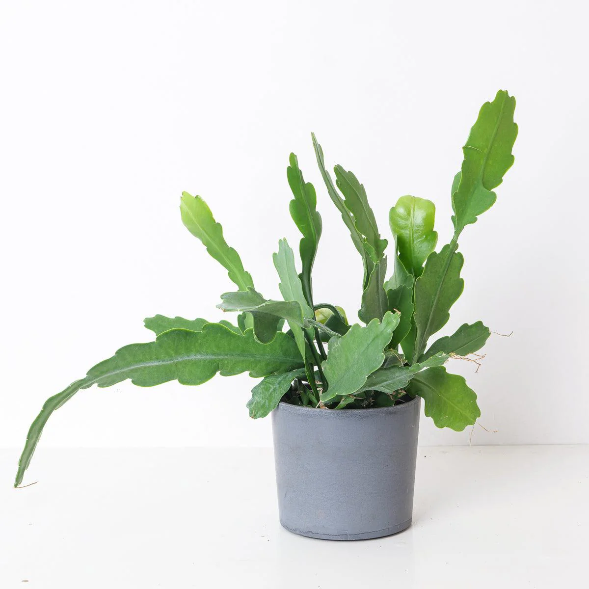 Epiphyllum Beavertail Cactus