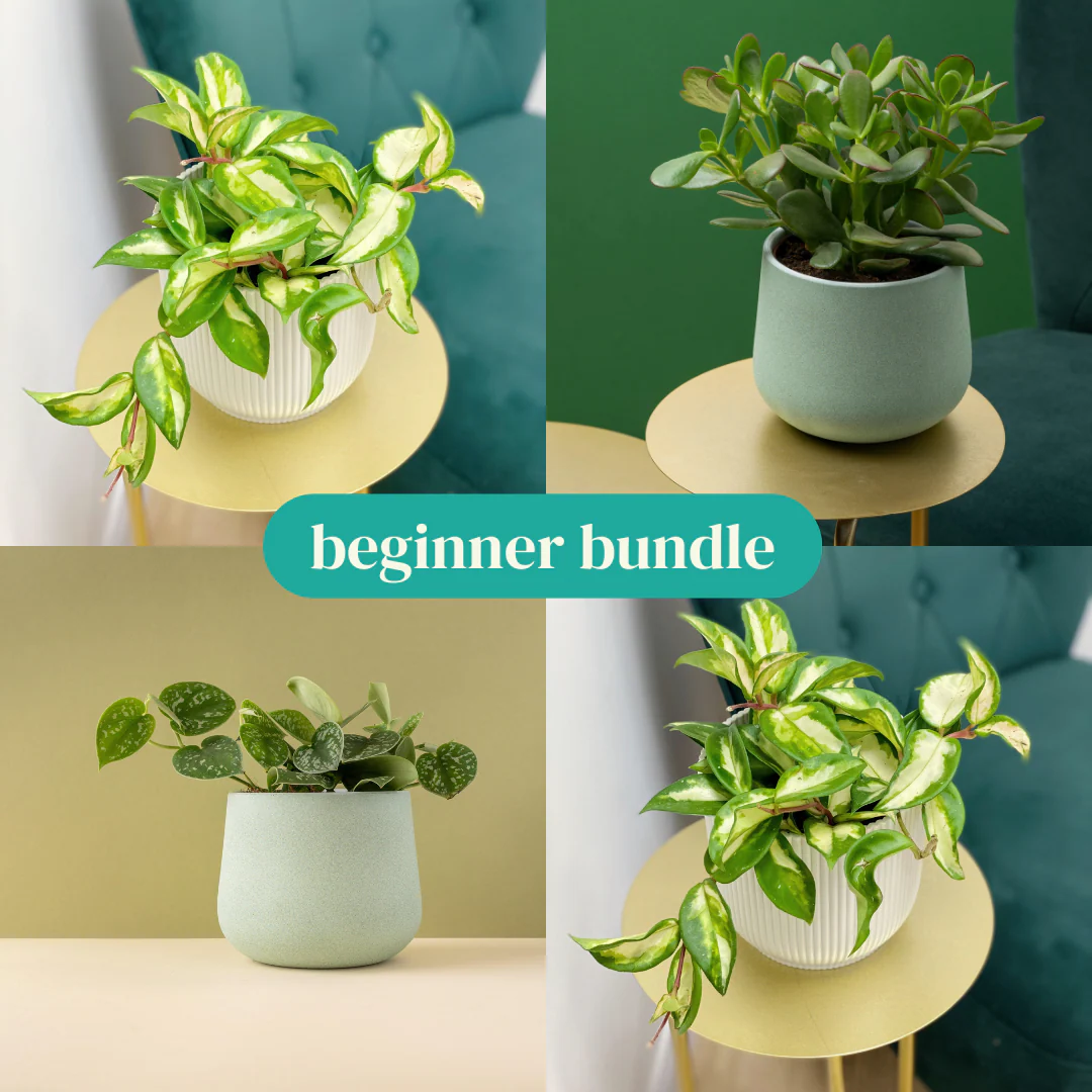 Beginner Friendly Bundle
