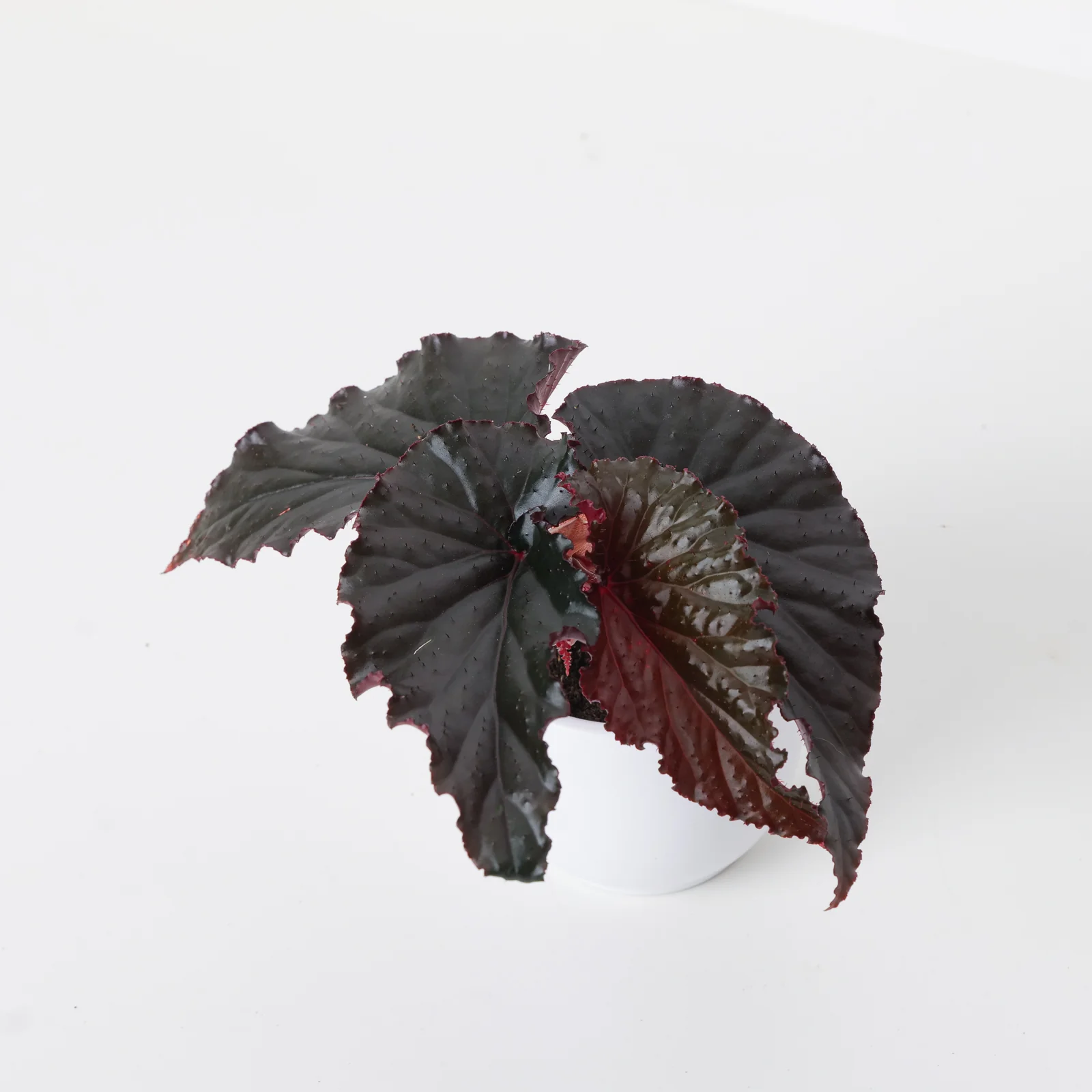 Begonia 'Arabian Night'