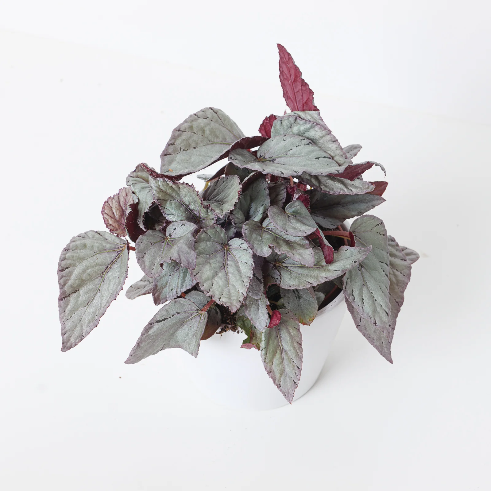 Begonia Arctic Breeze