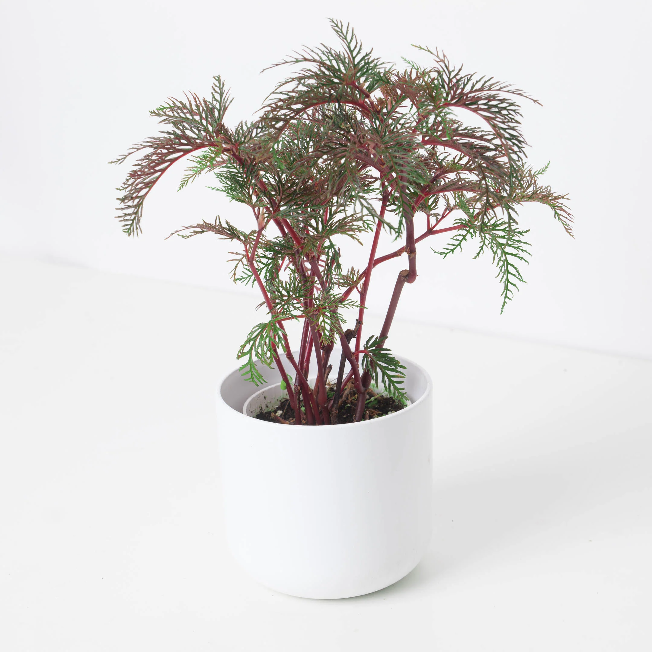 Begonia bipinnatifida
