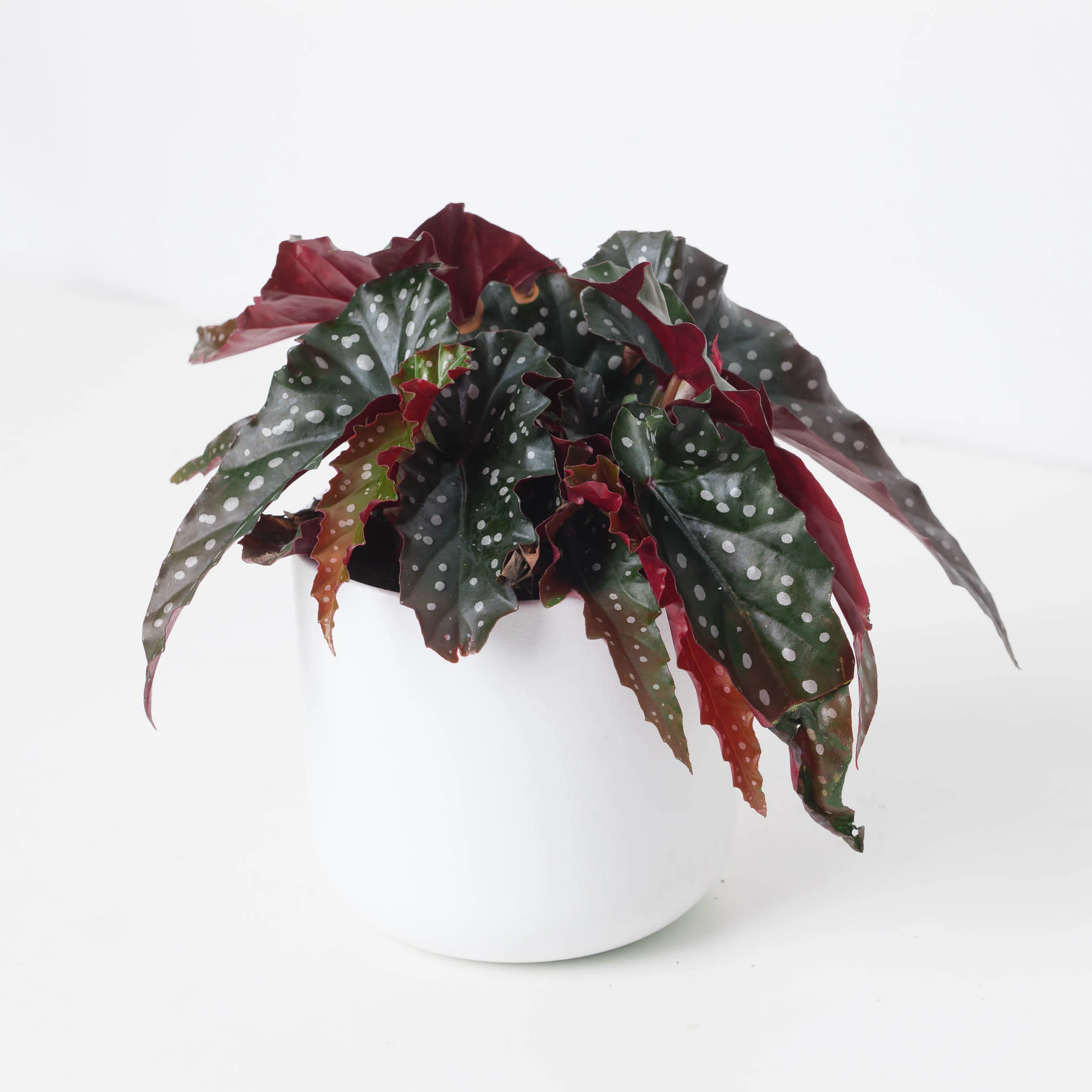 Begonia 'Black Forest'