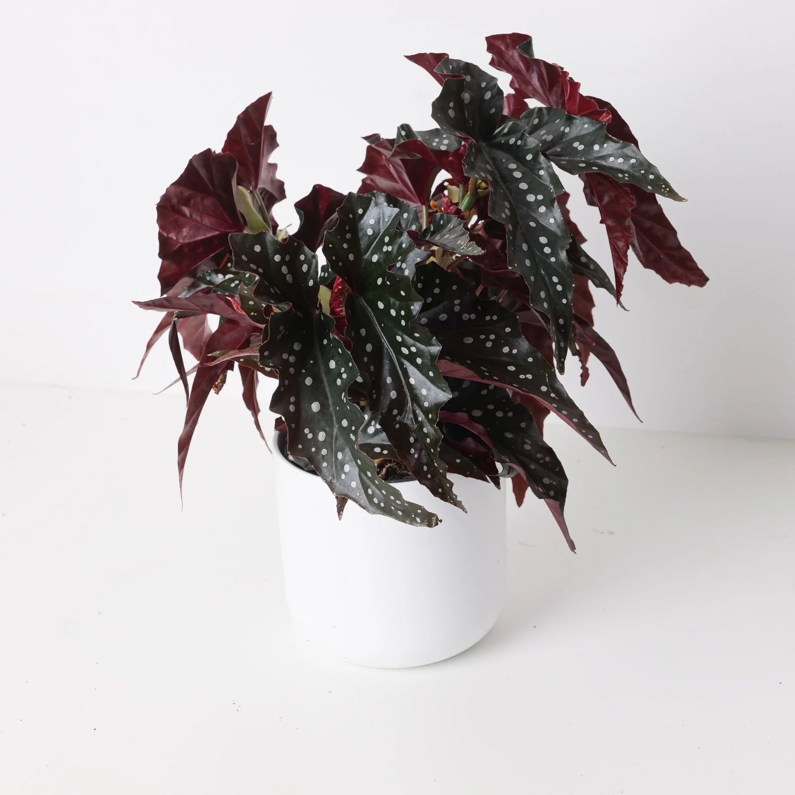 Begonia 'Black Forest' - Image 2