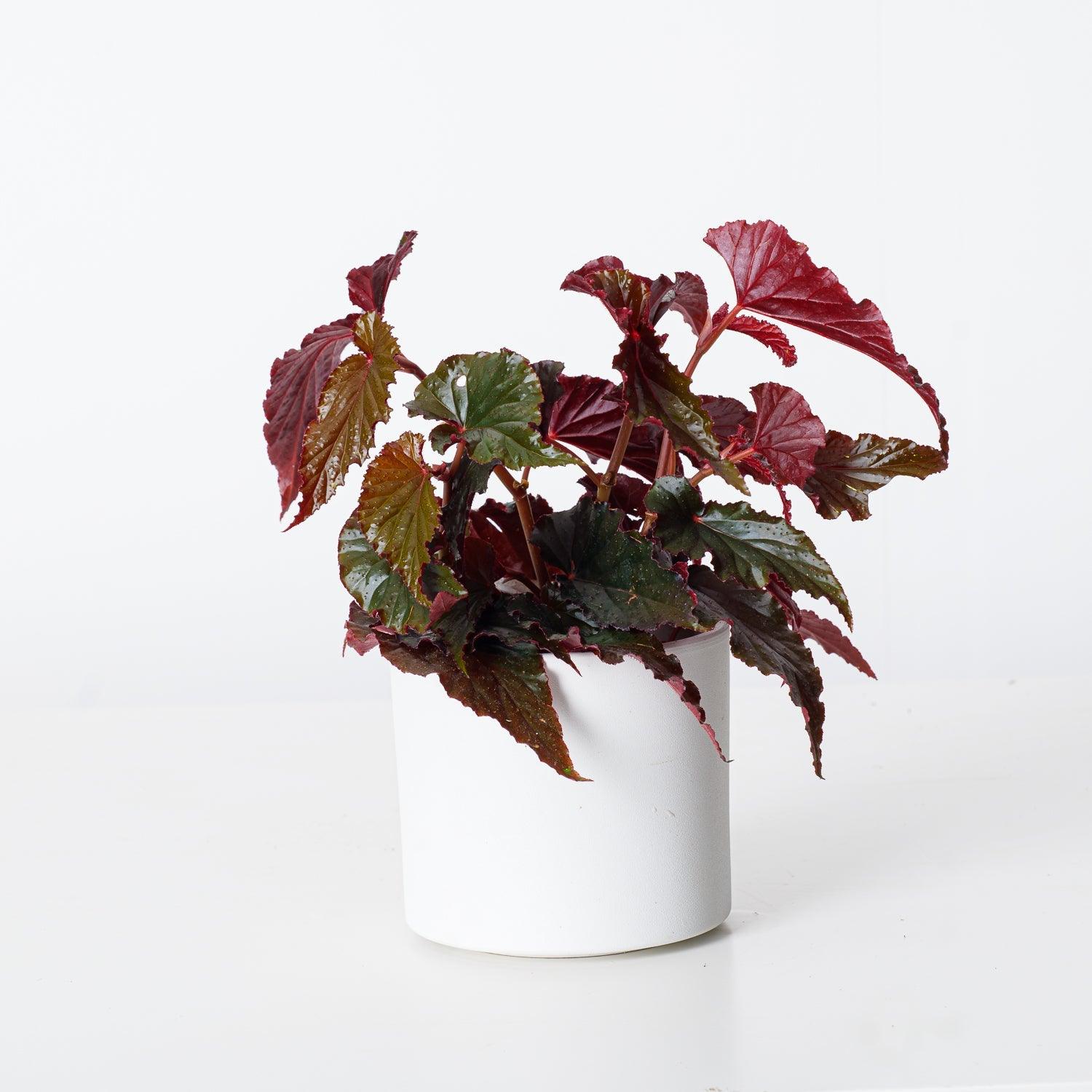 Begonia Black Magic