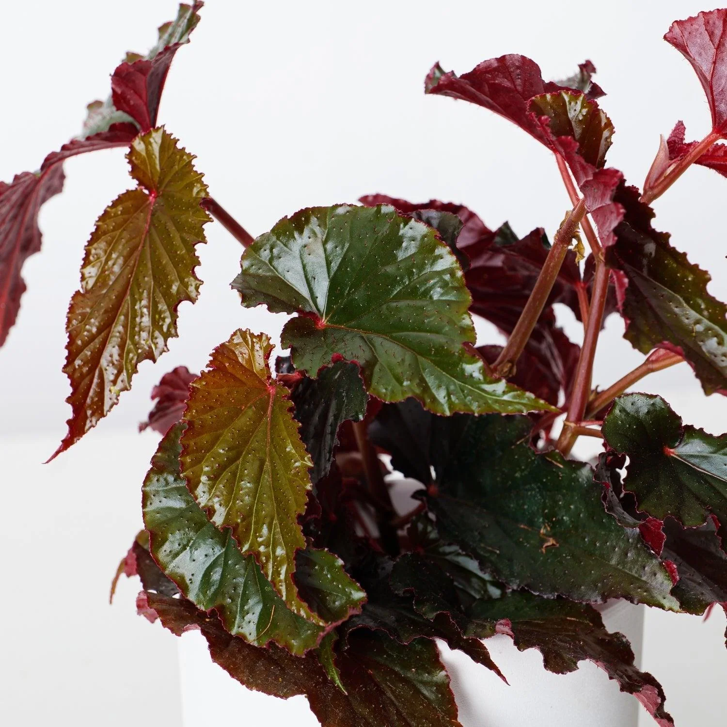 Begonia Black Magic - Image 2