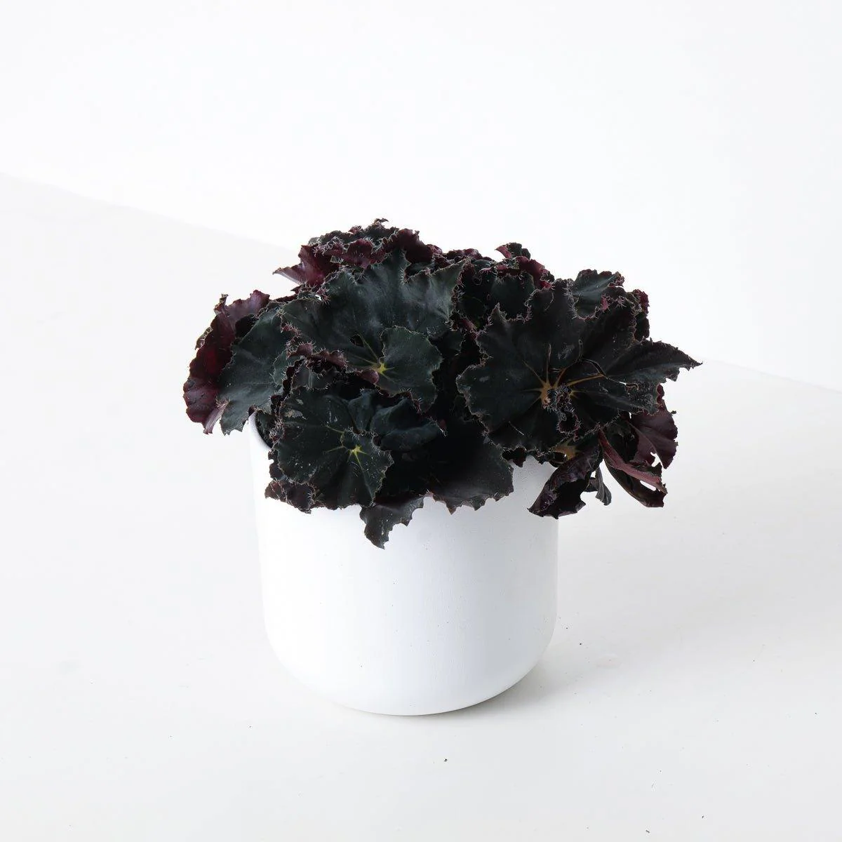 Begonia Black Mamba