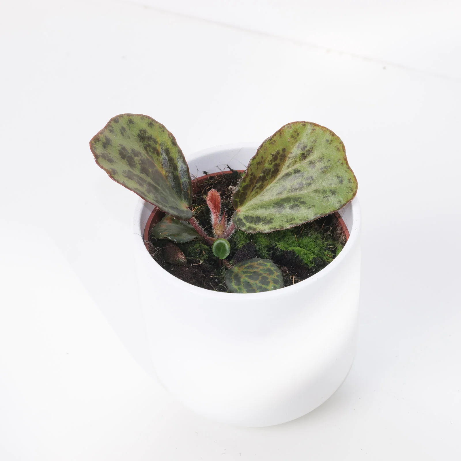 Begonia Blancii 'Mottled'