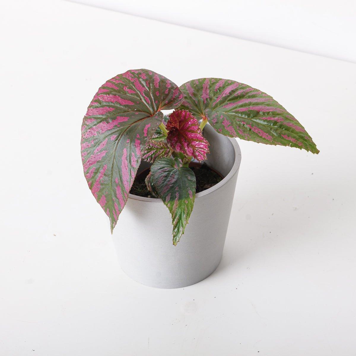 Begonia brevimosa