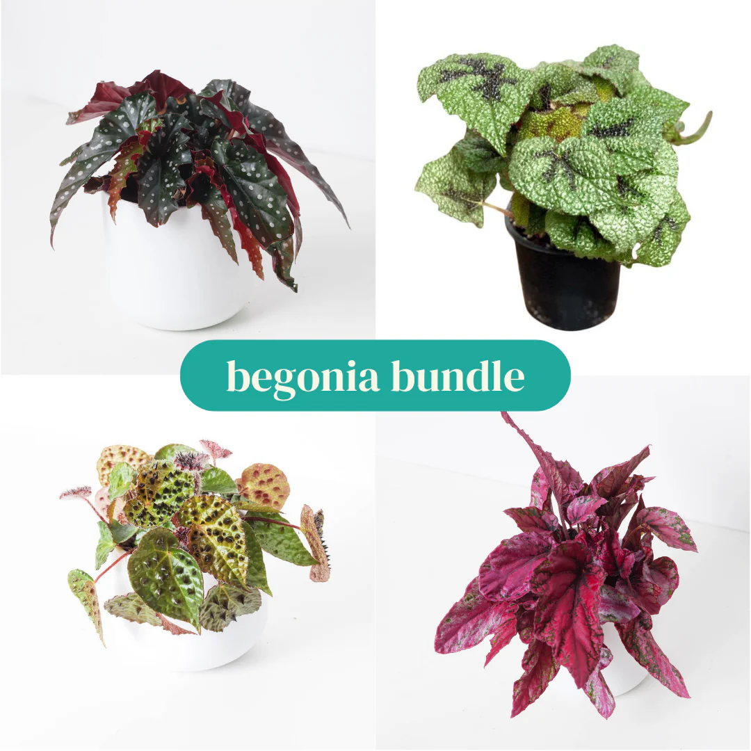 Begonia Bundle