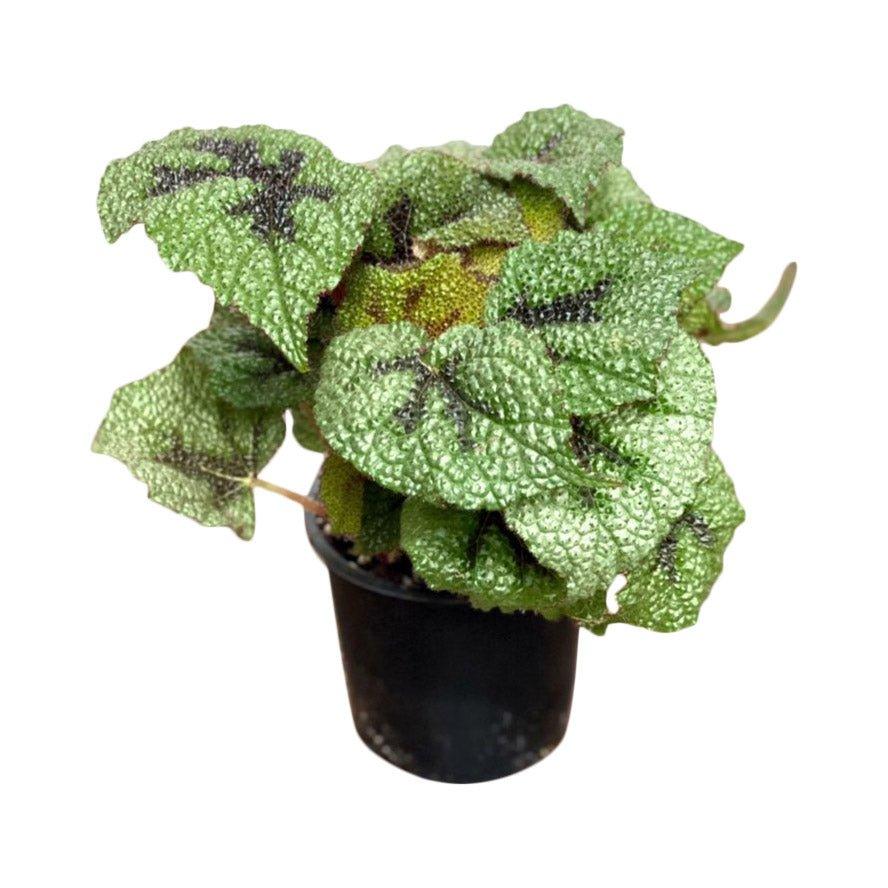 Begonia Bundle - Image 5