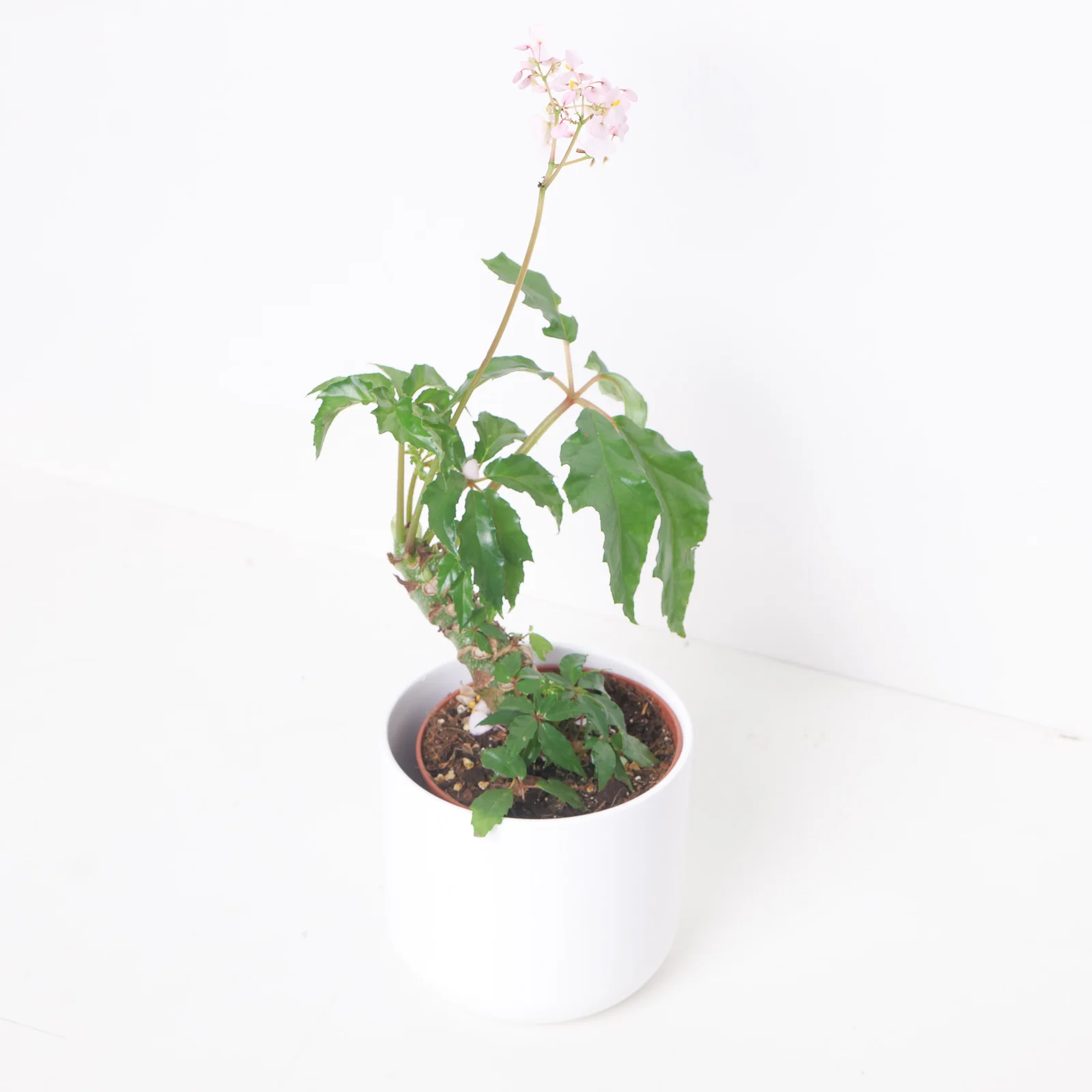 Begonia Carolineifolia