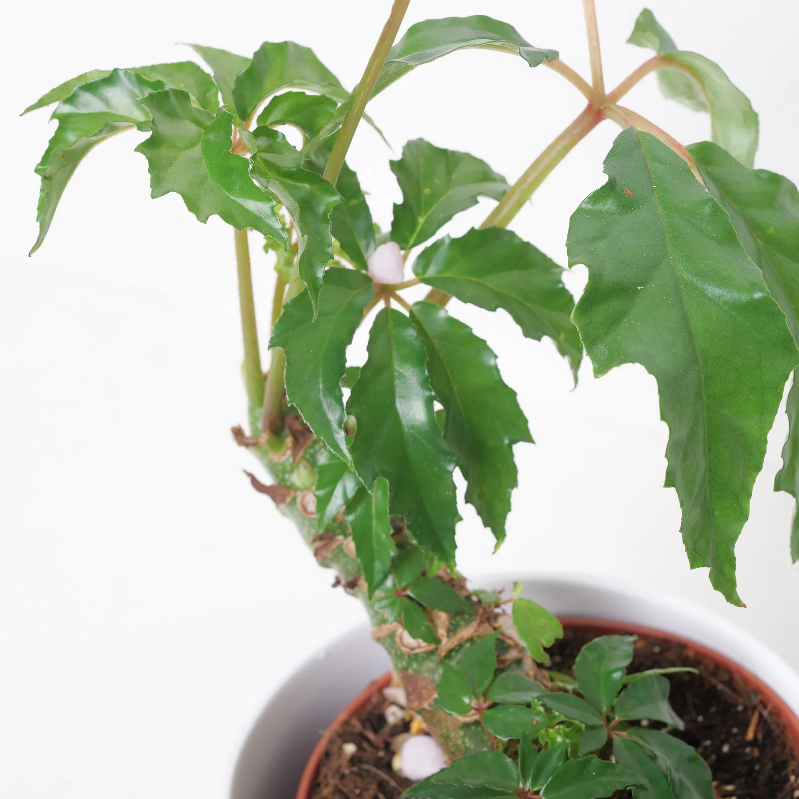 Begonia Carolineifolia - Image 2