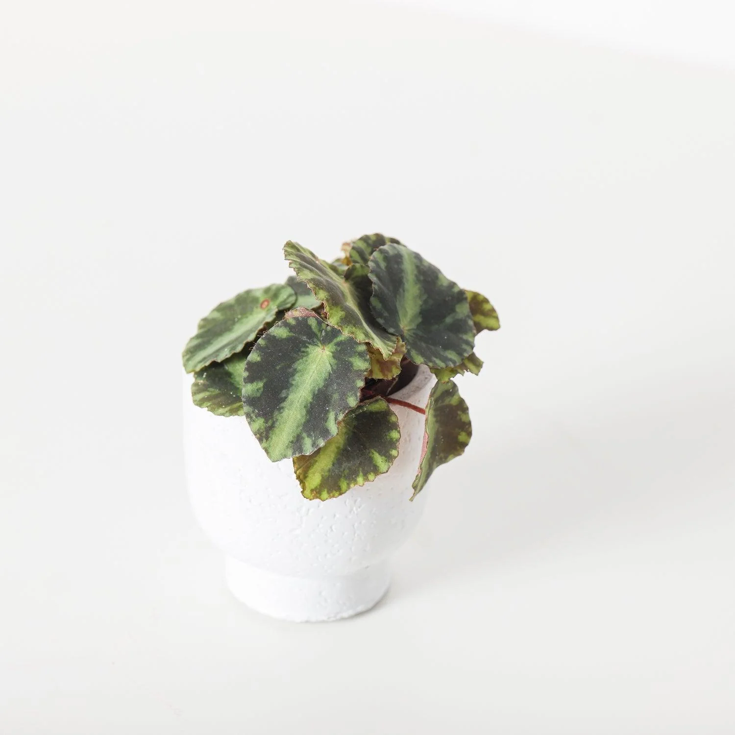 Begonia Cleopatrae - Image 3