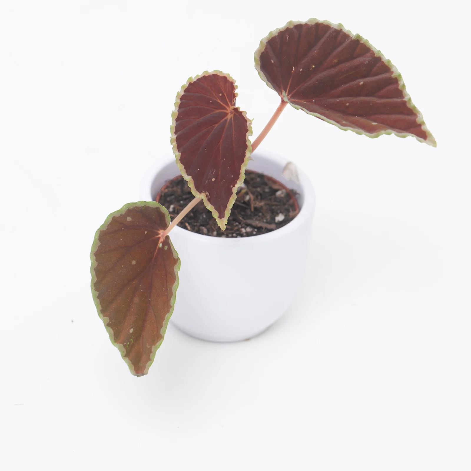 Begonia darthvaderiana 'Green Spots'