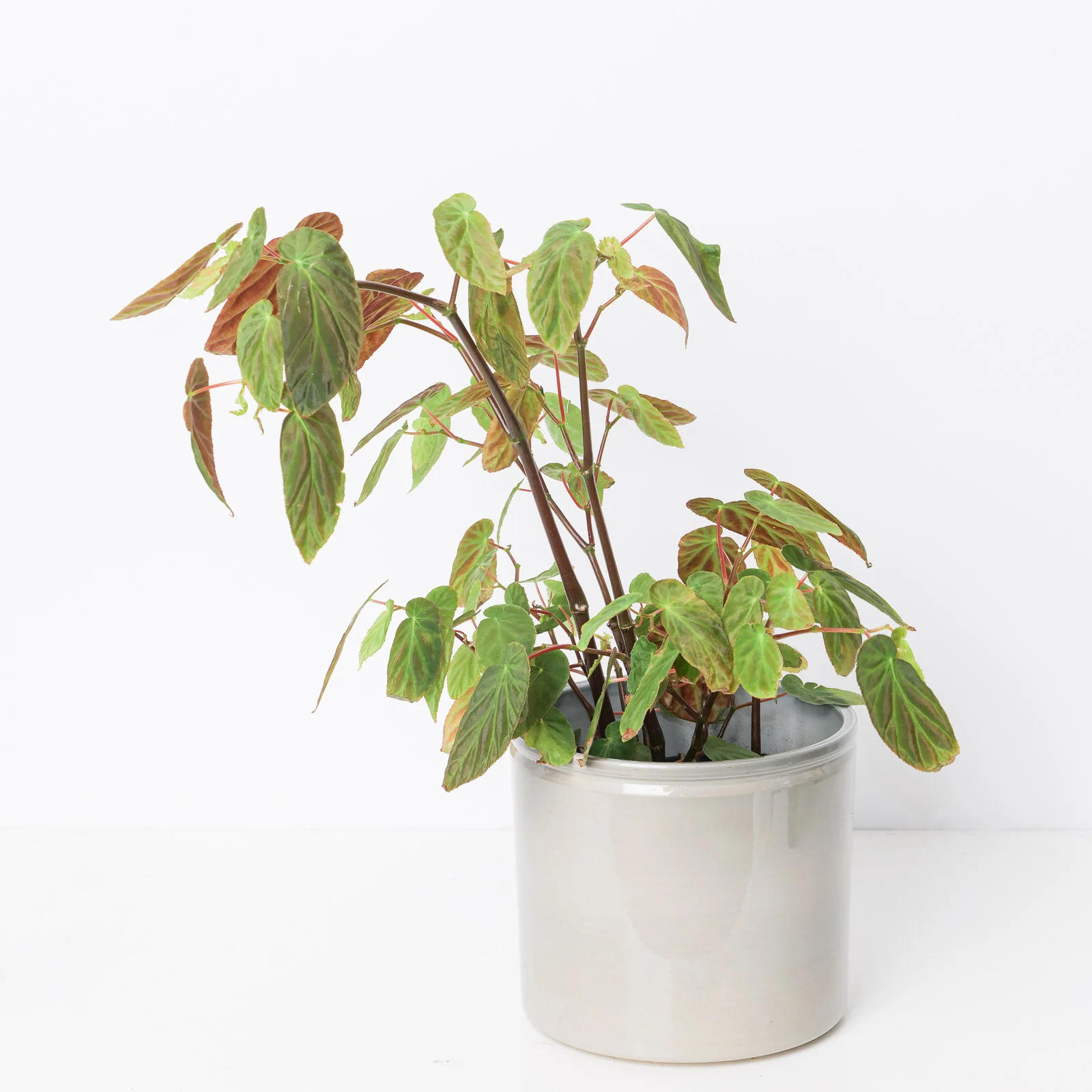 Begonia Dietrichiana - Image 2