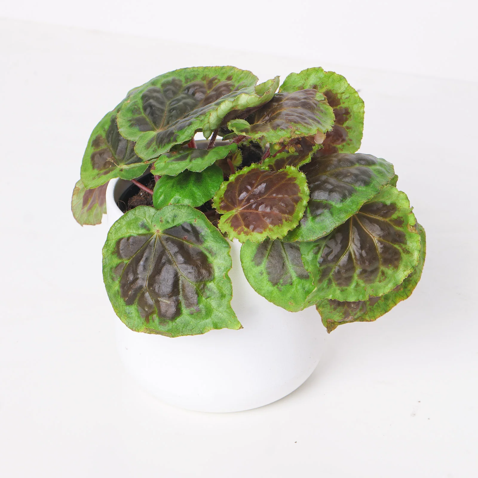 Begonia dongoranensis