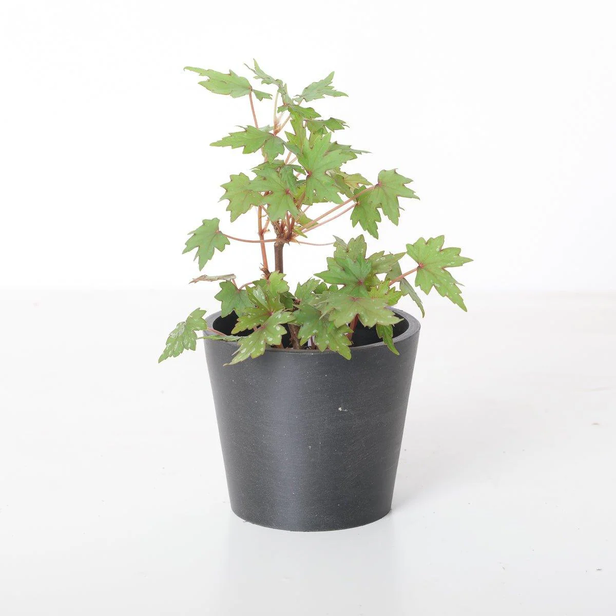 Begonia dregei