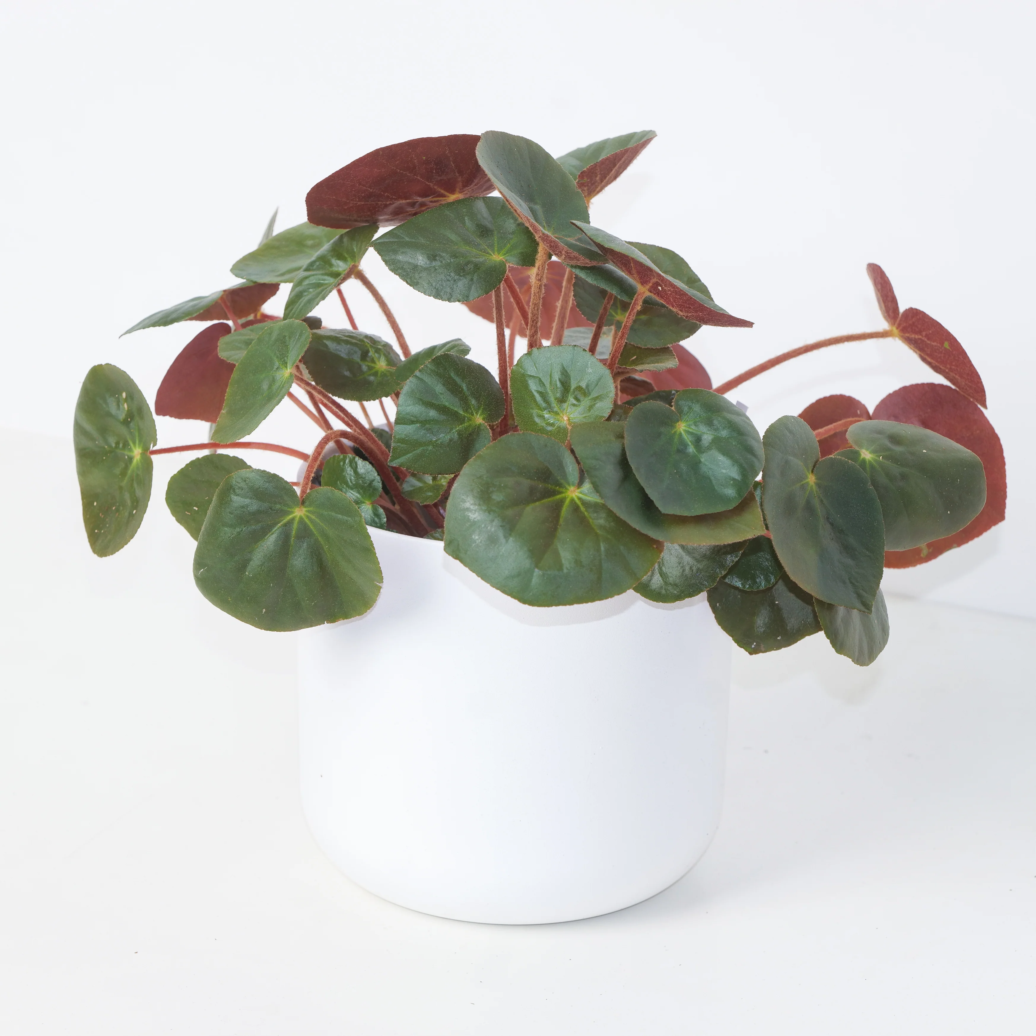 Begonia erythrophylla