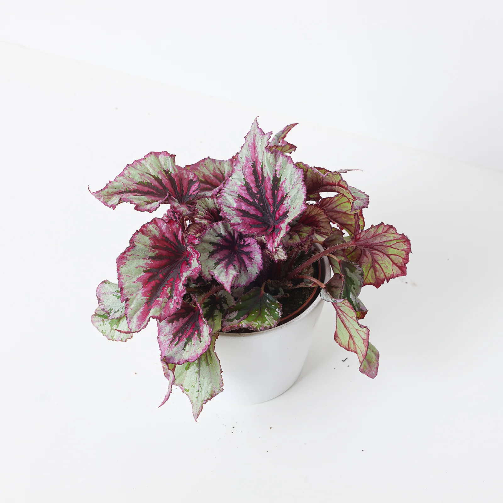 Begonia Evening Glow