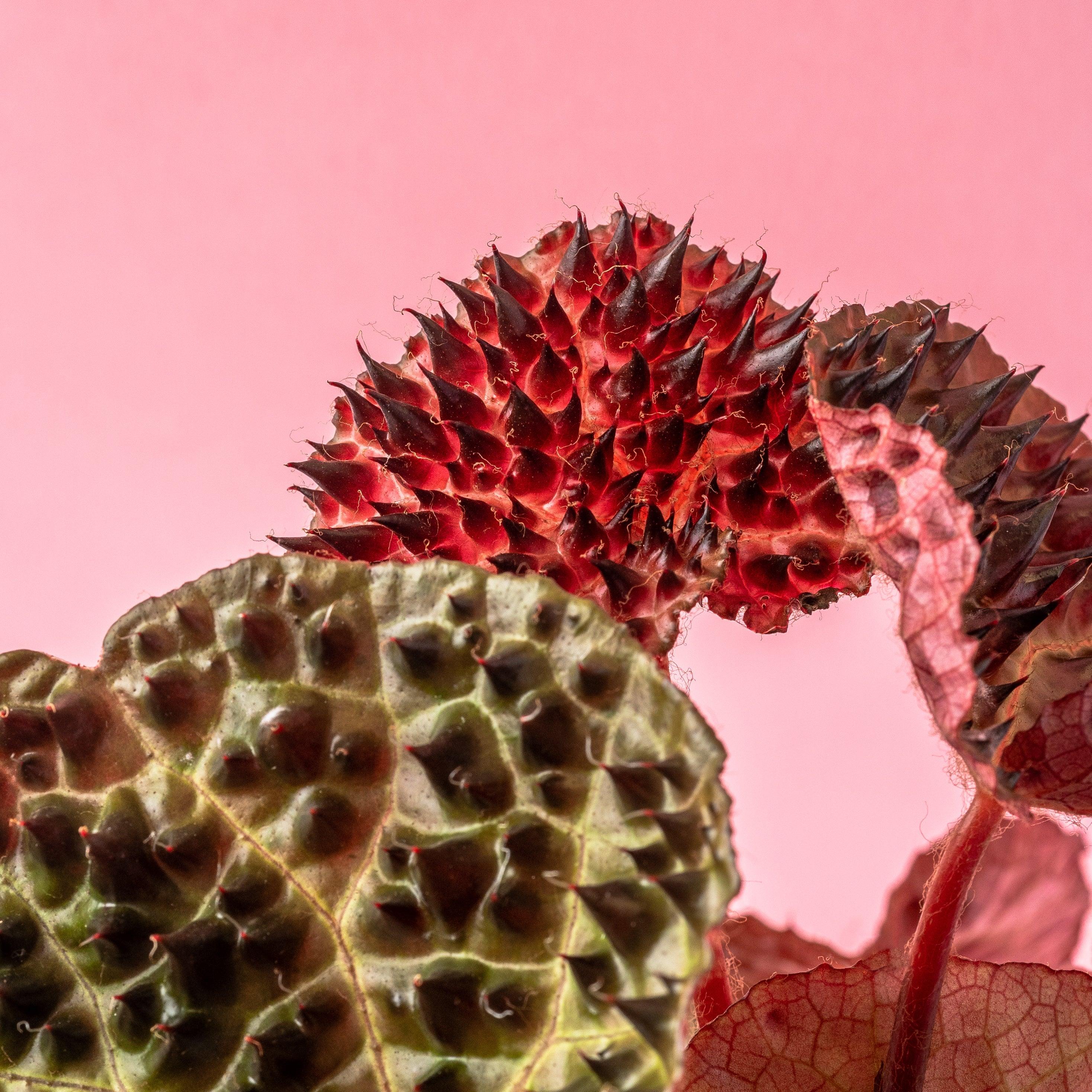 Begonia Ferox - Image 3