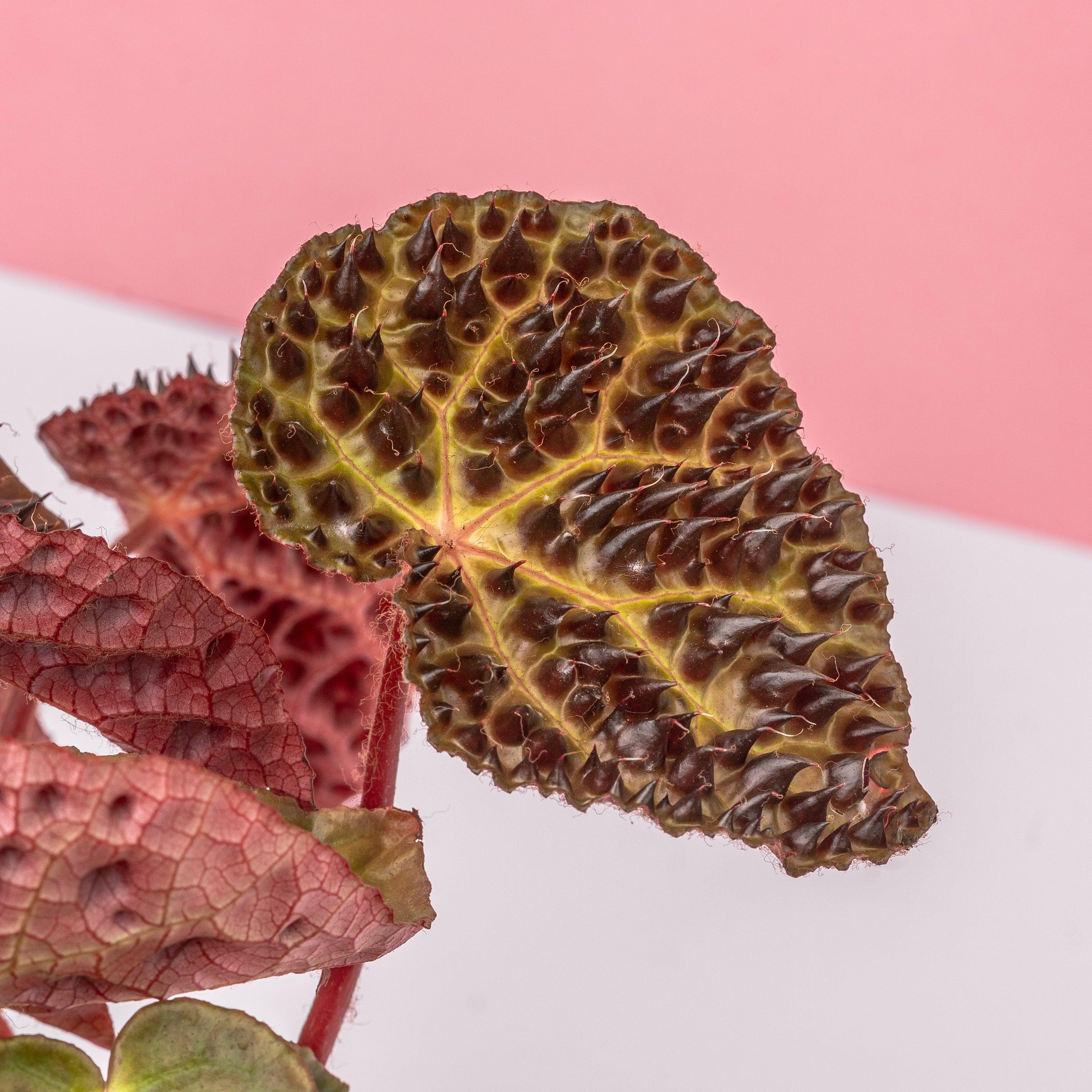 Begonia Ferox - Image 4