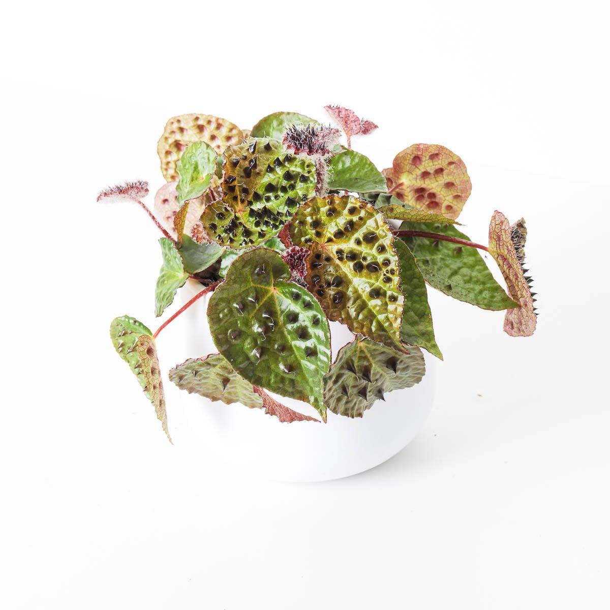 Begonia Ferox - Image 5