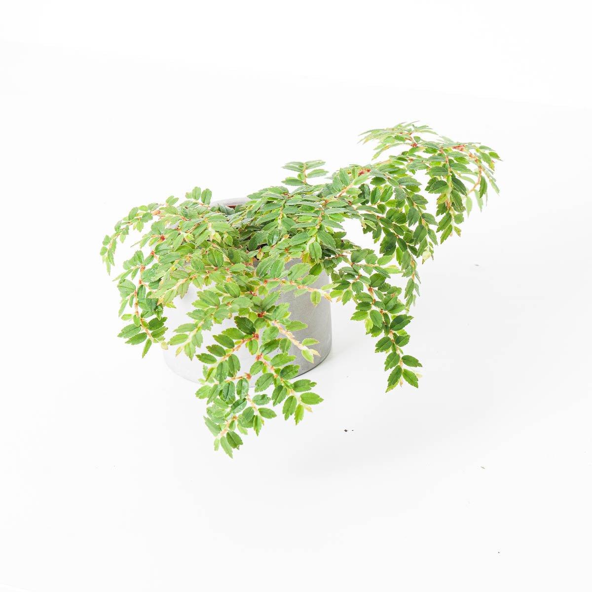 Begonia foliosa var. miniata