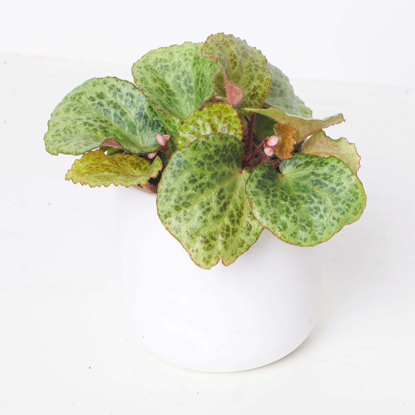 Begonia gironellae