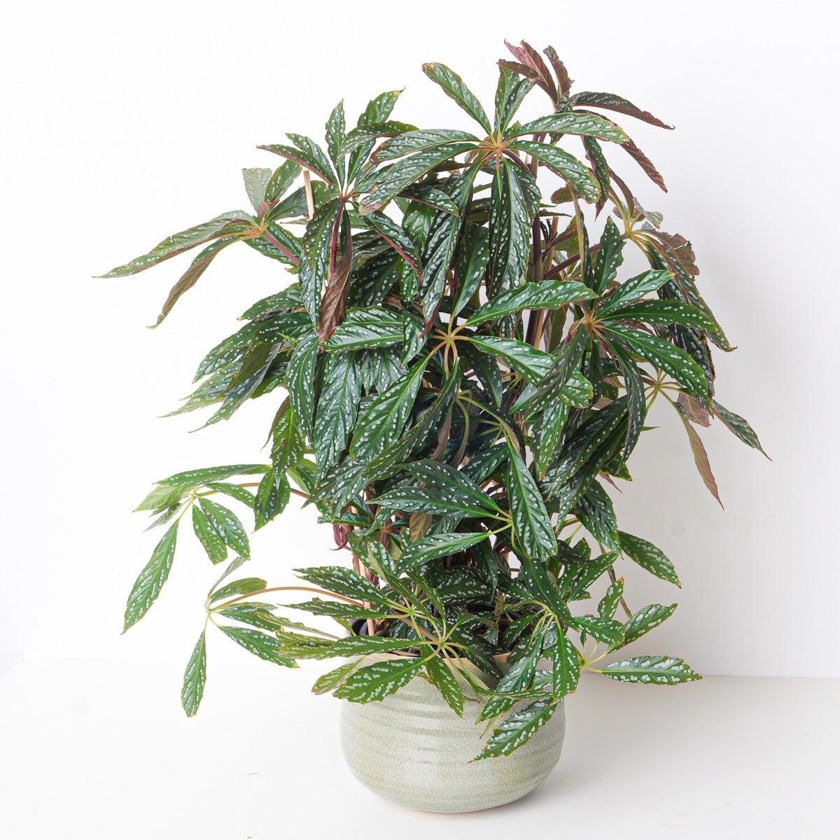 Begonia Hemsleyana Silver