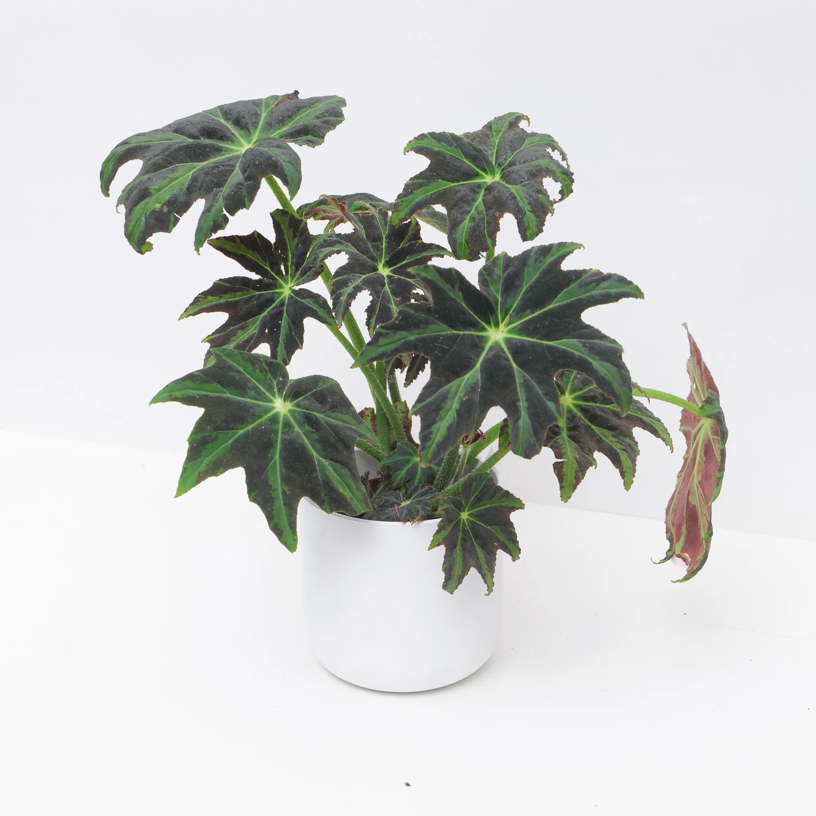 Begonia heracleifolia 'Draco'