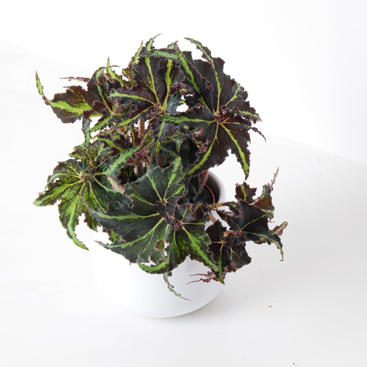 Begonia Lion Dance