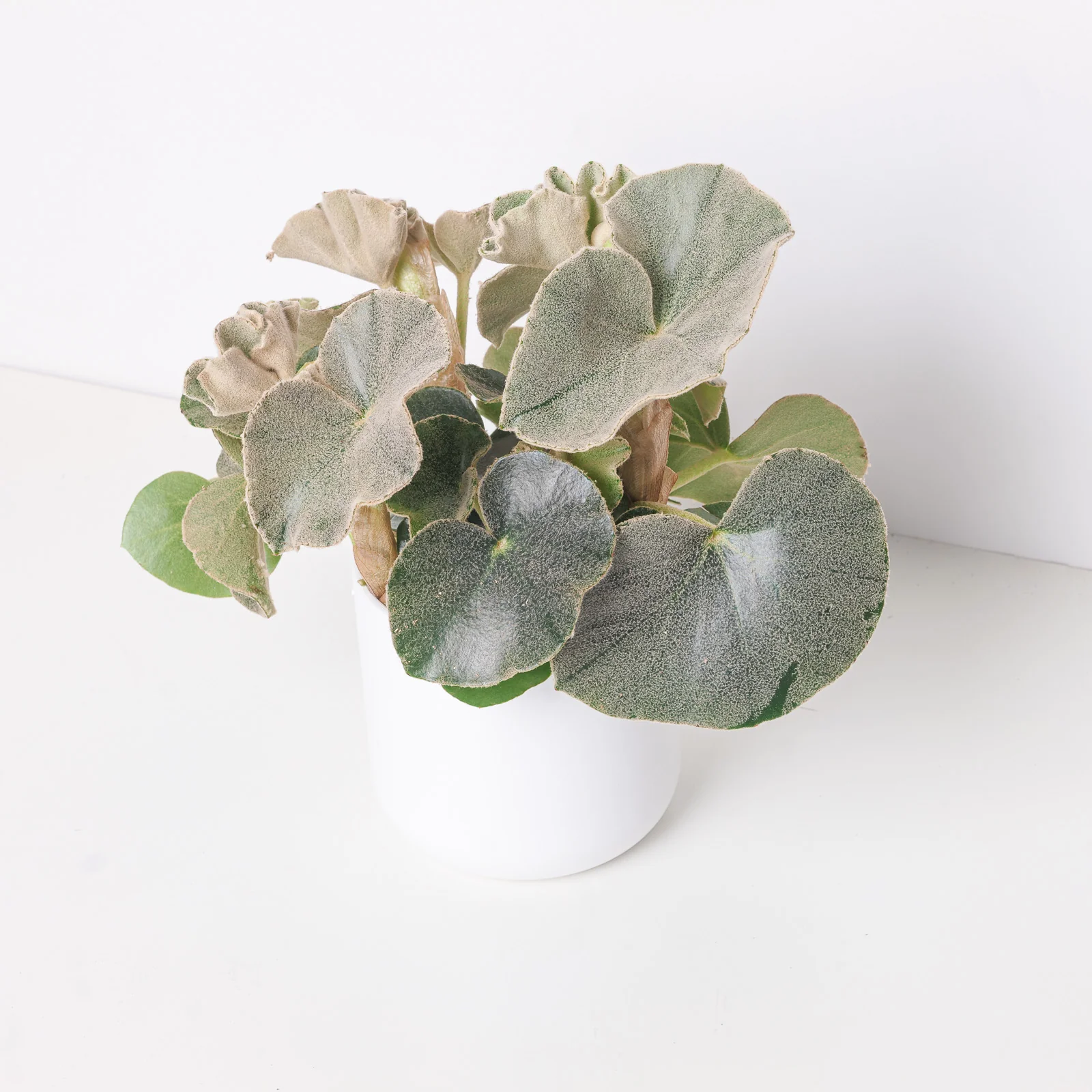 Begonia Lunar Venosa