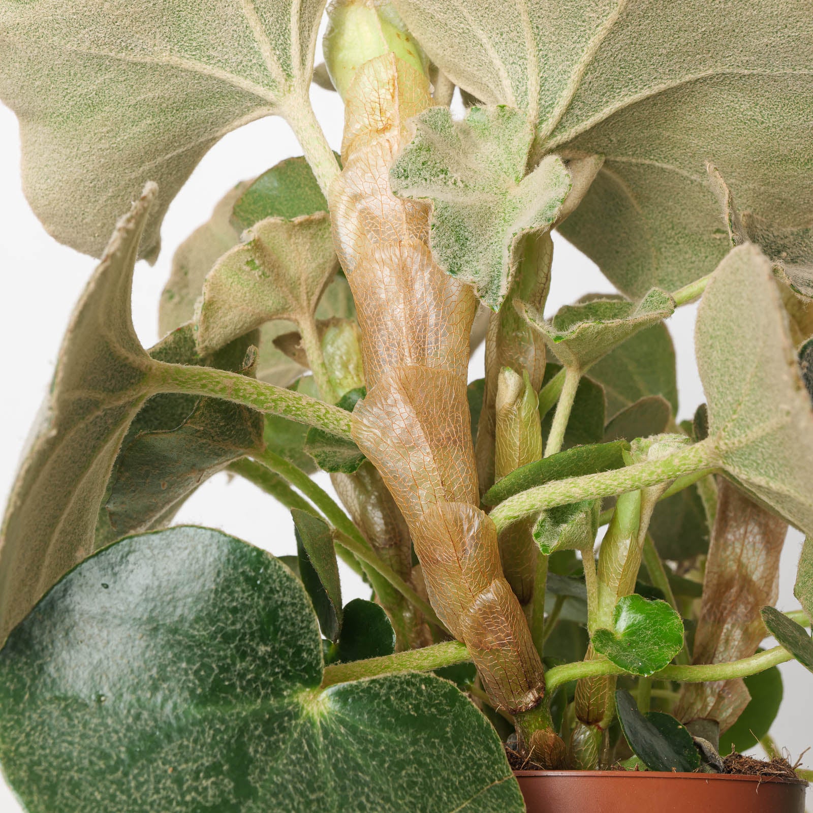 Begonia Lunar Venosa - Image 2