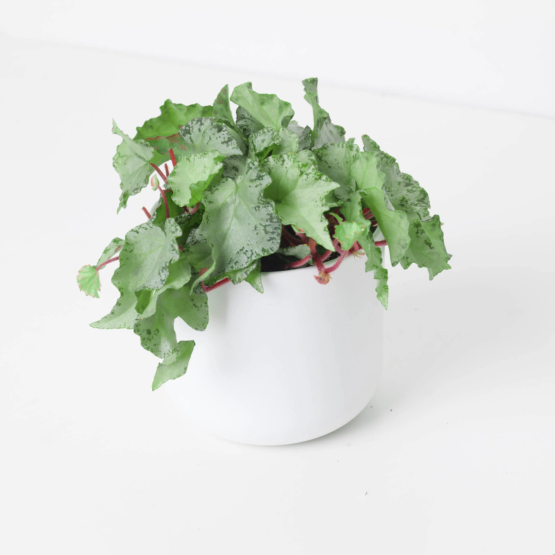 Begonia luzonensis
