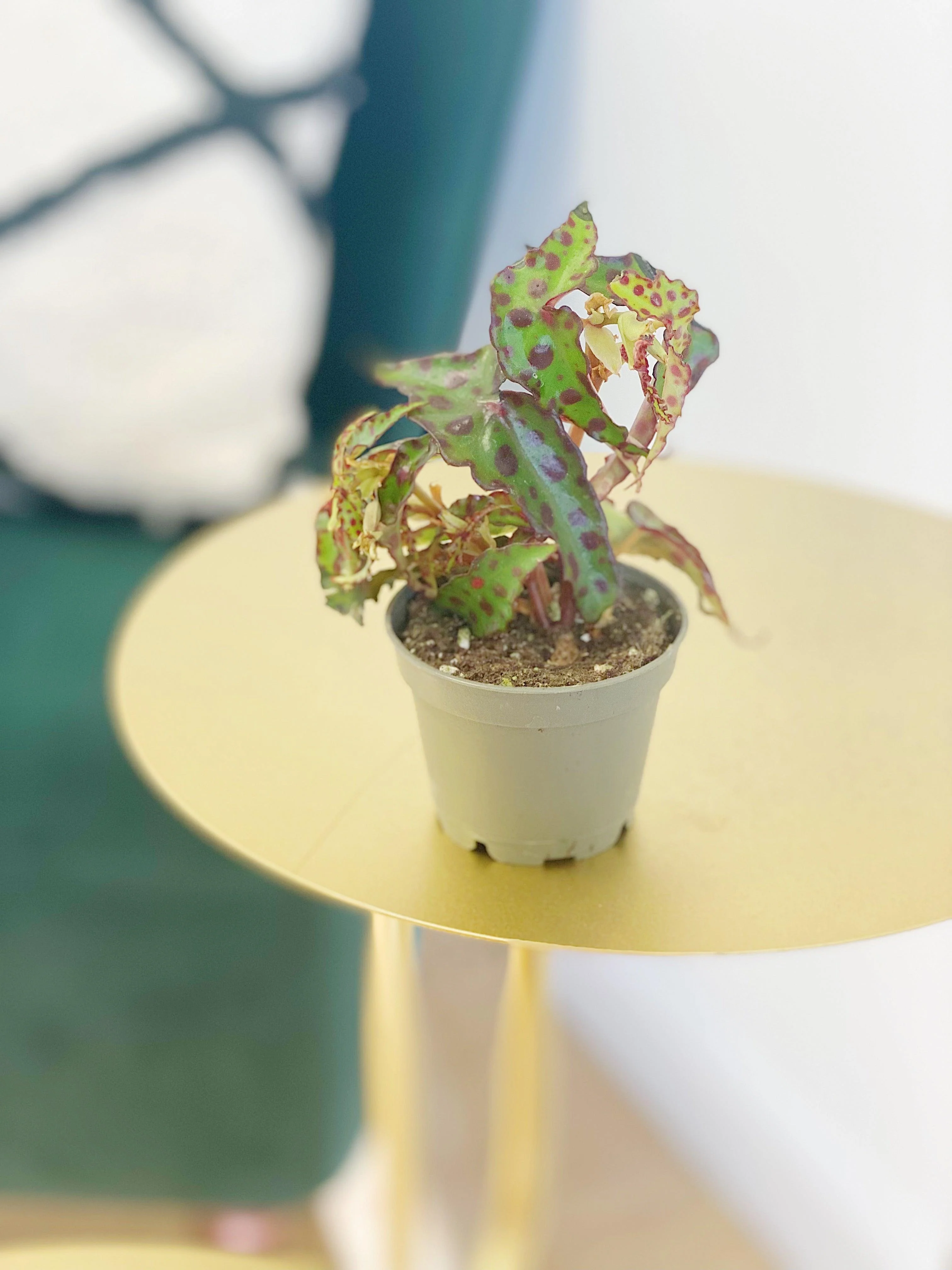 Begonia Amphioxus - Image 3