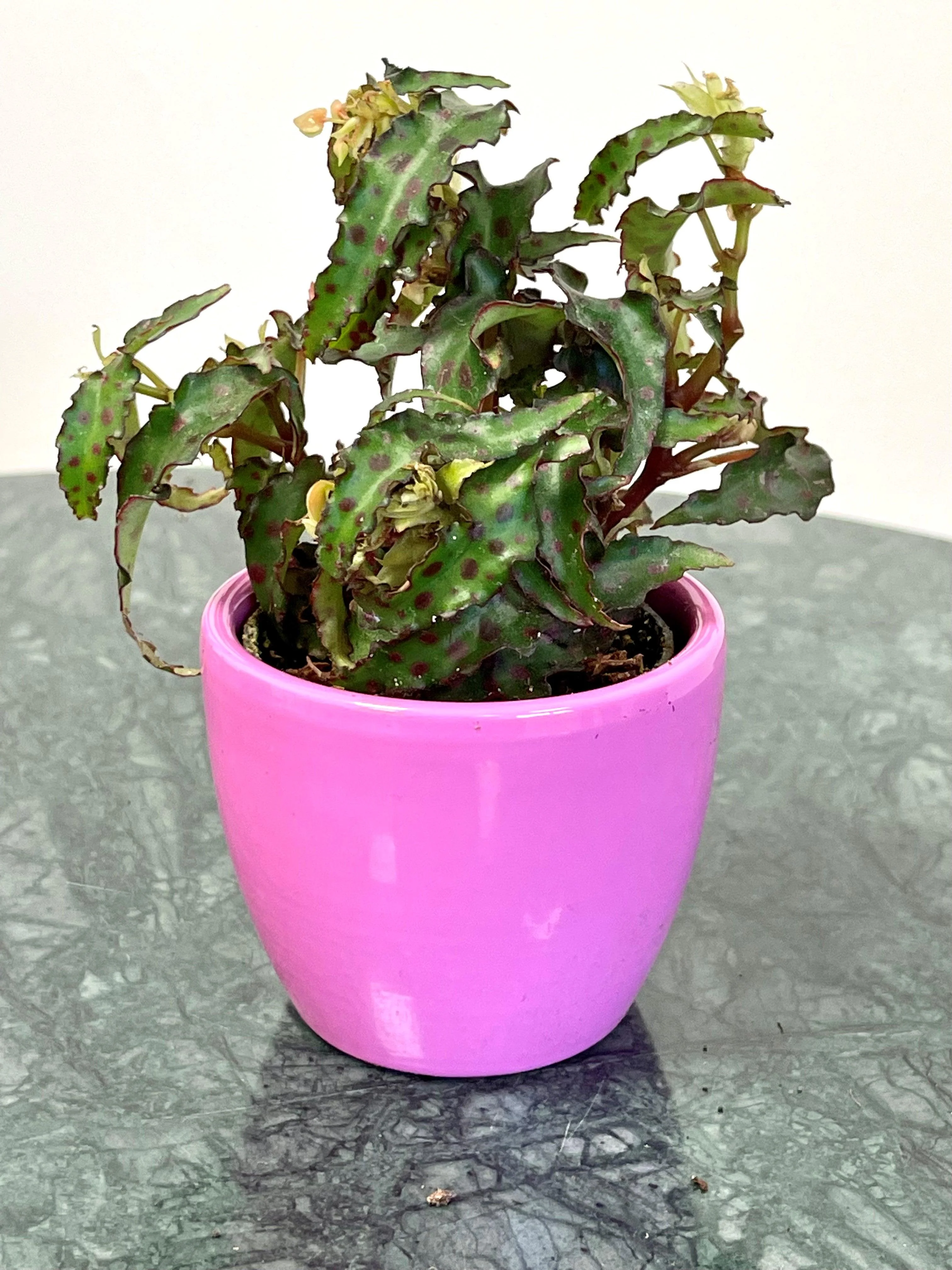 Begonia Amphioxus - Image 4