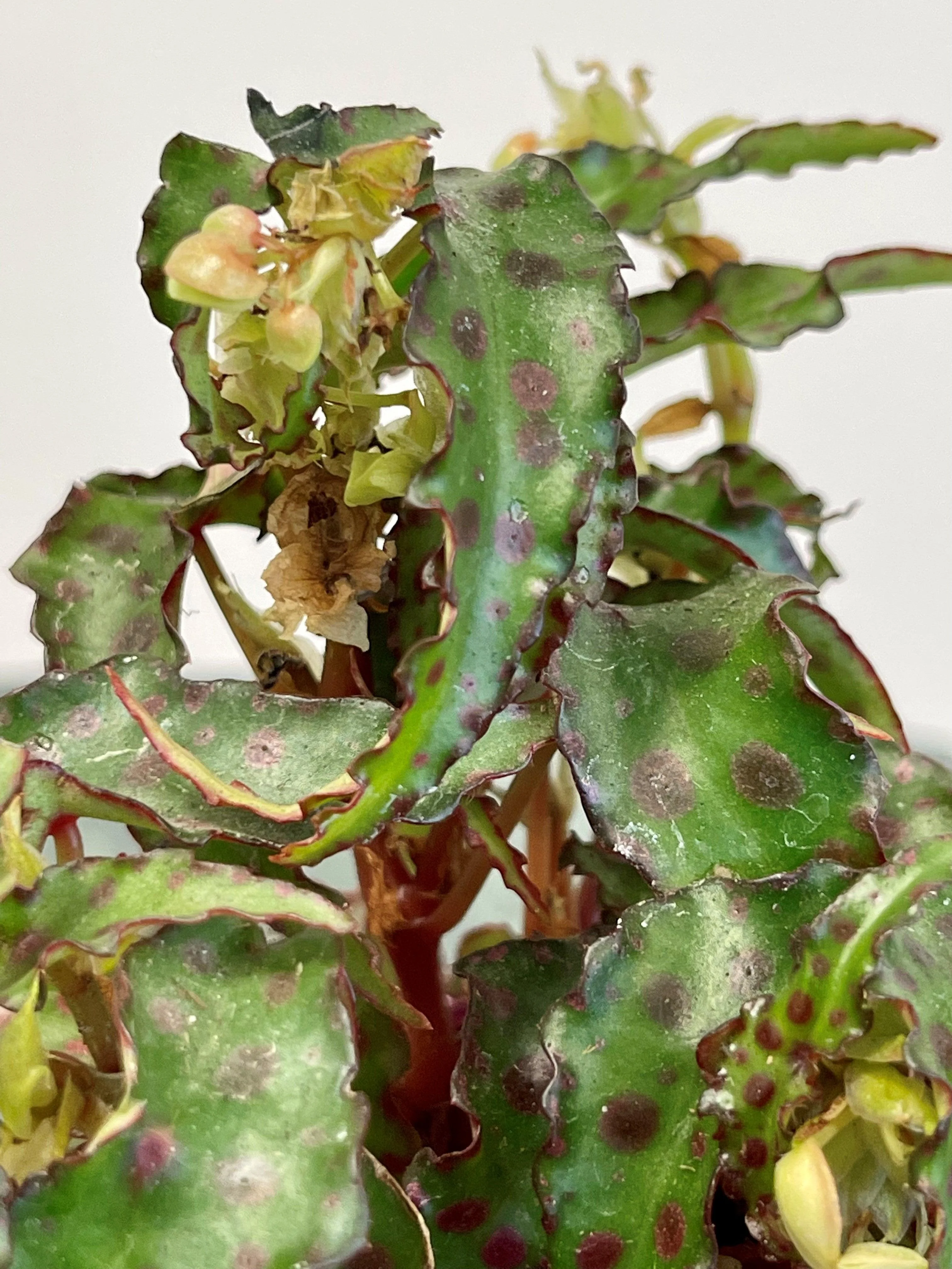 Begonia Amphioxus - Image 5
